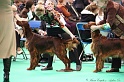 Crufts2011 251